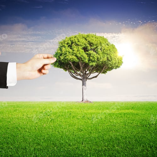 Preview: Hand Puts A Tree In Forest