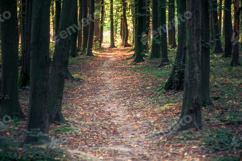 Preview: Beautiful Green Forest