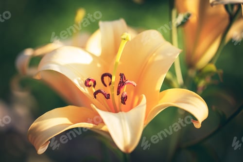 Preview: Yellow Lilies In The Keukenhof Park