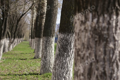 Preview: Park In Spring Walking