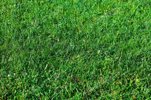 Gras