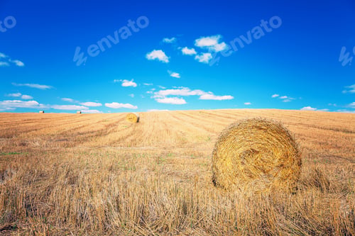 Preview: Wheat Field After Harvest With Straw Bales At Sunset