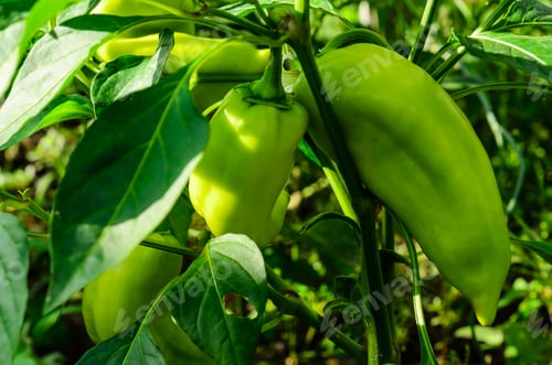 Preview: Pepper Plant With Fruits In A Garden