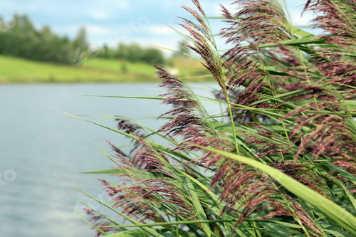 Preview: Landscape In Lake