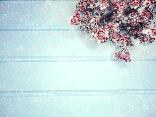 Preview: Snow Covered Berries on Light Blue Wood Planks