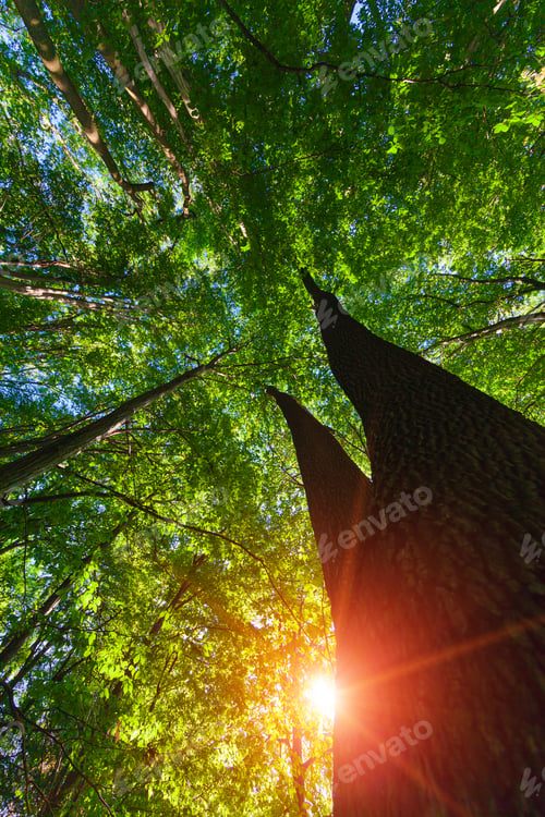 Preview: Forest Trees Nature Green Wood Sunlight Backgrounds