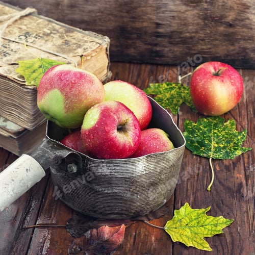 Preview: Autumn Apples In Old Stylish Saucepan Amid The Buckets Of Fallen Leaves