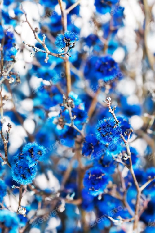 Preview: Blue Flowers
