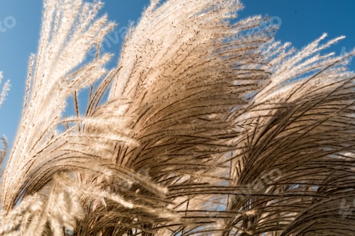 Preview: Pampas Grass Plant. Bunch Of Fluffy White Ornamental Grass Blooming And Growing High In The Garden