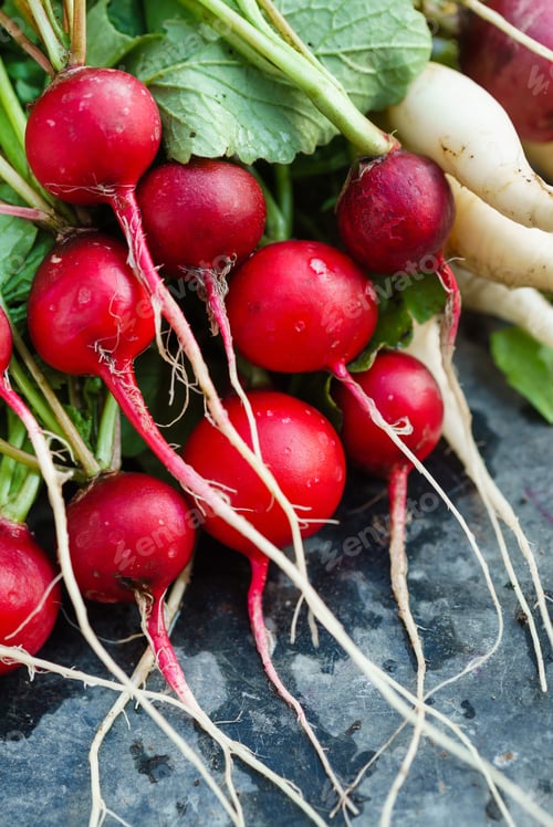Preview: Fresh Radish