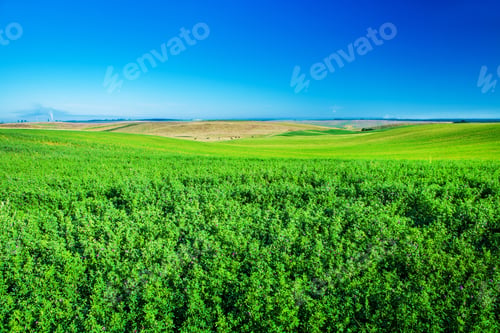 Preview: Green Field And Beautiful Sunset
