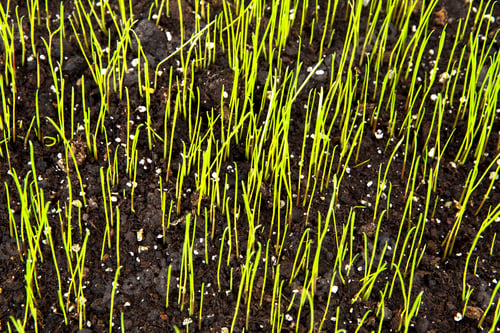 Preview: Green Grass Natural Background.