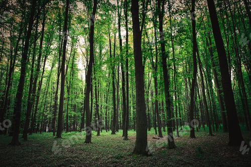 Preview: Beautiful Green Forest