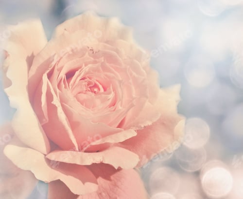 Preview: Rose Flower Background Love Wedding Card With Blurs Lights