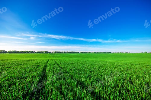 Preview: Green Field And Beautiful Sunset