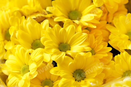 Preview: Chrysanthemum Flowers