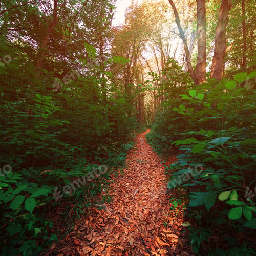 Preview: Beautiful Green Forest