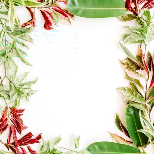 Visualização: Pétalas vermelhas e verdes e moldura de folhas em fundo branco. Flat Lay.