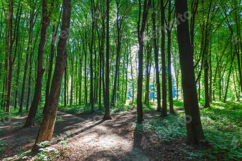 Preview: Beautiful Green Forest