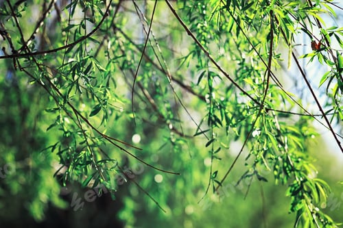 Preview: Bright Spring Greens At Dawn In The Forest. Nature Comes To Life In Early Spring.