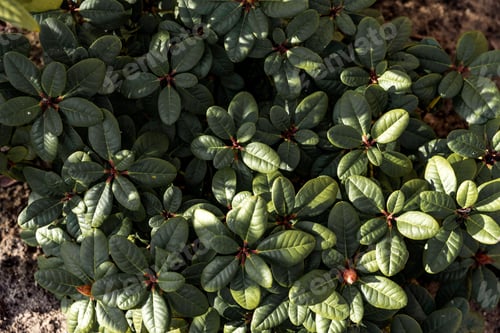 Preview: Top View Of Fresh Green Rhododendron Leaves. Natural Foliage Background. Spring Time In Garden