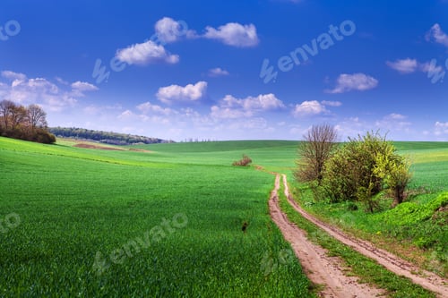 Preview: Beautiful Morning Green Field With Blue Heaven