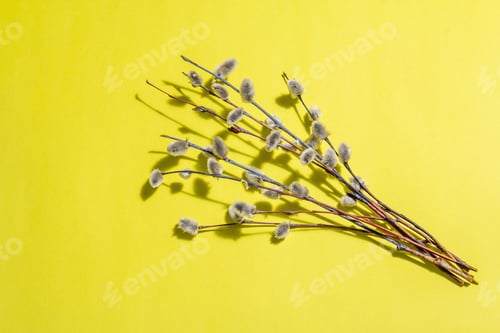 Preview: Sprig Of Willow Isolated On Bright Yellow Background. Willow Seals, Fluffy Buds. Happy Easter