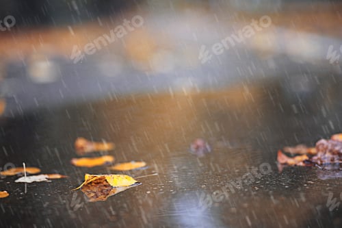 Preview: Autumn Rain In The Park During The Day