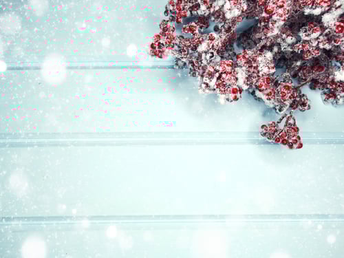 Preview: Festive Red Berries with Snow on Blue Background