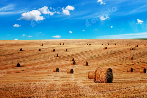 Preview: Wheat Field After Harvest With Straw Bales At Sunset