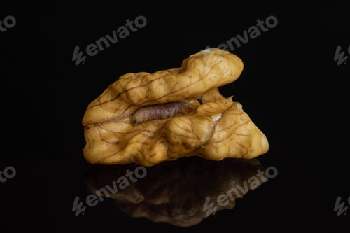 Preview: One Piece Of Ripe Brown Walnut With Worm In It Isolated On Black Glass