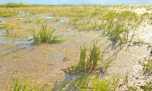 Preview: Aquatic Plants In Swamp At Sunny Summer Day.