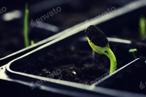 Preview: Box With Small Sprout From Seeds