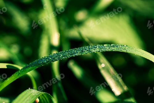 Preview: Water Drops On The Green Grass Background