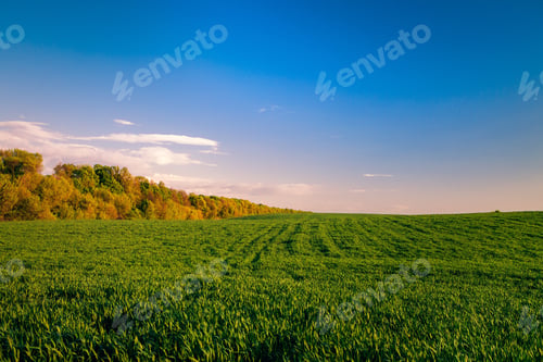 Preview: Green Field And Beautiful Sunset
