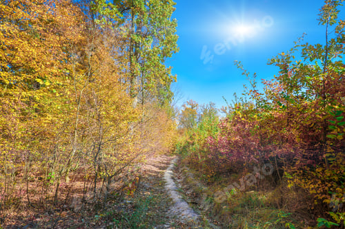 Preview: Beautiful Forest In Autumn Colors