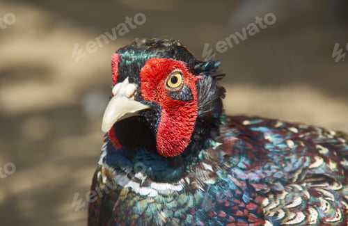 Preview: Ringneck Pheasant (Phasianus Colchicus). Shallow Depth-Of-Field.