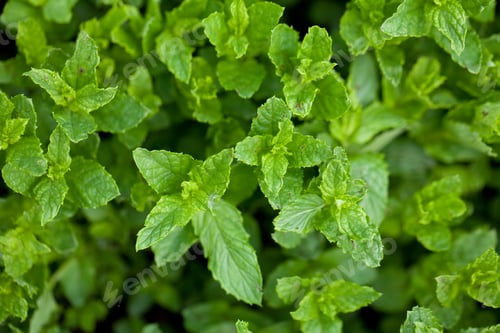 Preview: Mint Growing
