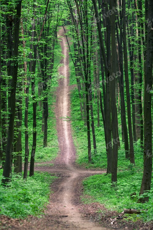 Preview: Beautiful Green Forest
