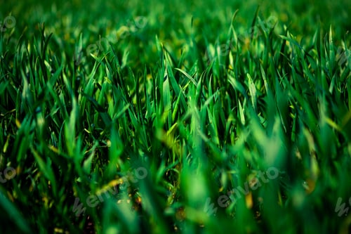Preview: Green Grass