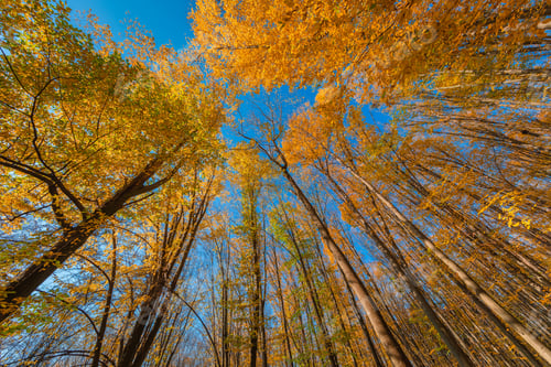 Preview: Colorful Autumn Treetops In Fall Forest With Blue Sky