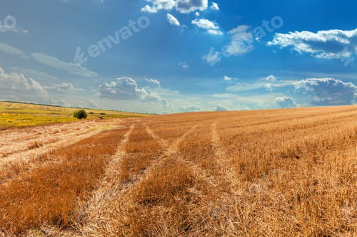 Preview: Wheat Field After Harvest With Straw Bales At Sunset