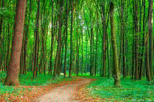 Preview: Beautiful Green Forest