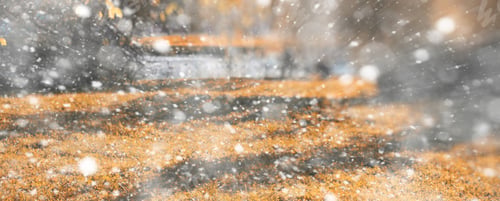 Preview: Background Autumn Park In The Days Of The First Snow