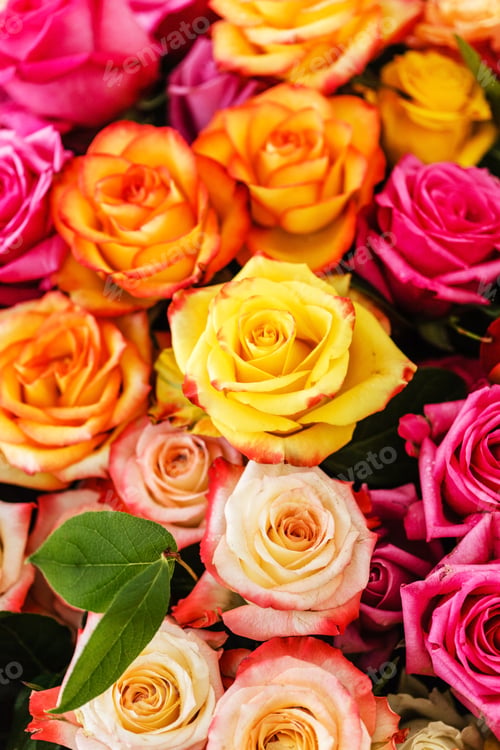 Preview: Nice Roses