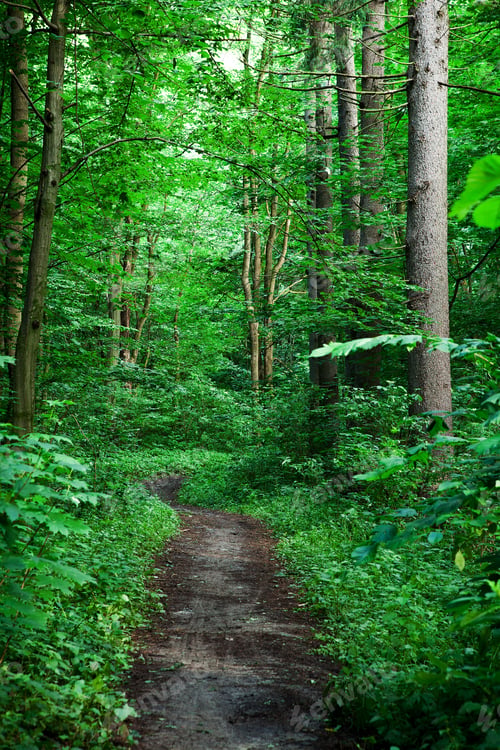 Preview: Beautiful Green Forest
