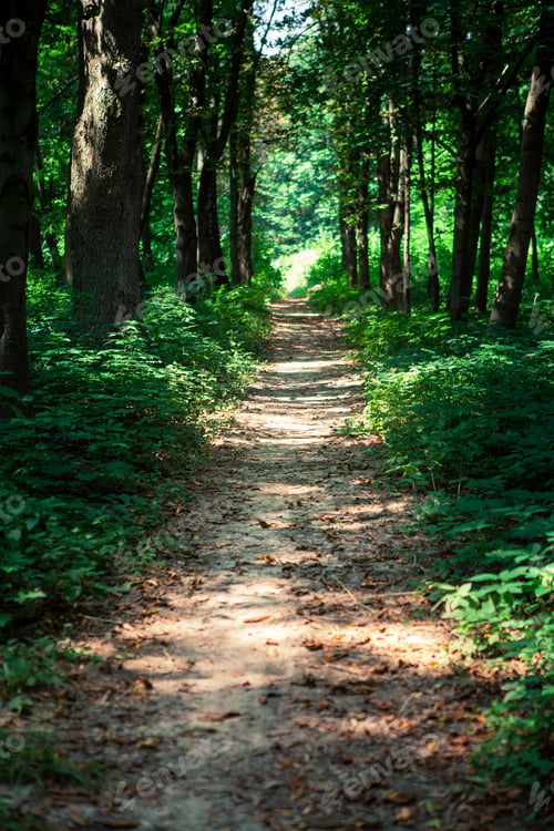 Preview: Beautiful Green Forest
