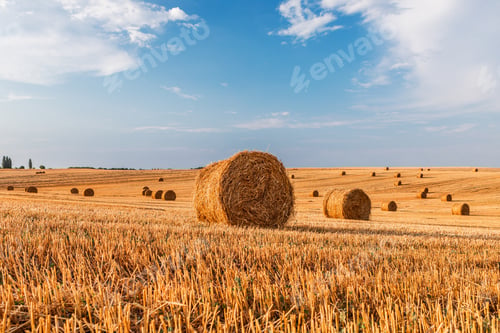 Preview: Wheat Field After Harvest With Straw Bales At Sunset