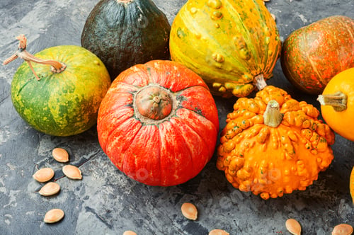 Preview: Big Set Of Autumn Pumpkins.Autumn Symbol.Mini Pumpkin