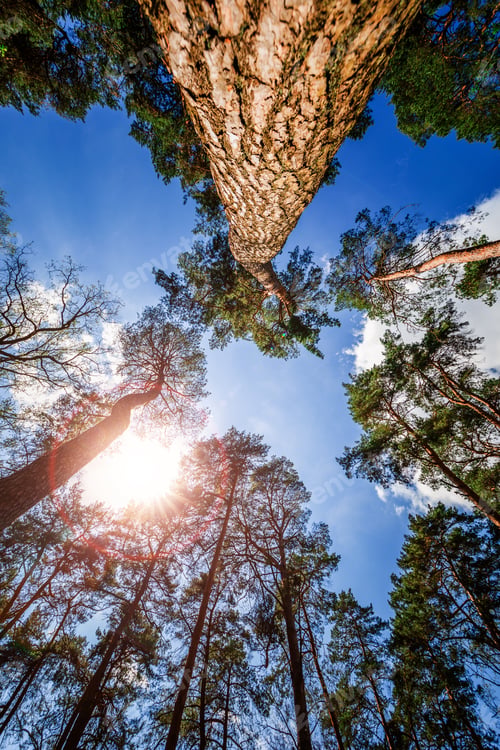 Preview: Straight, Outstretched Forests